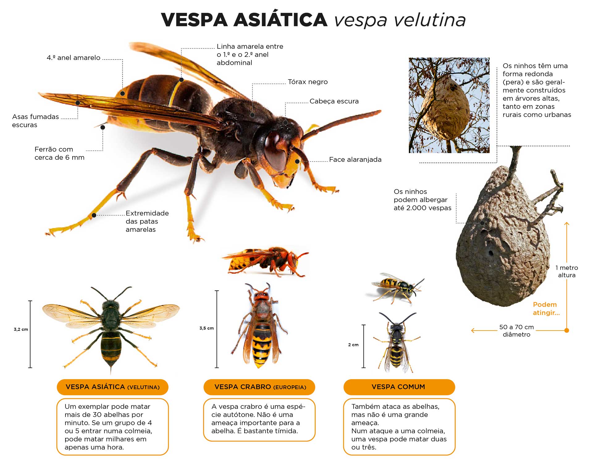 Flyer distinção entre espécies  vespa velutina 01