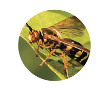 vespa