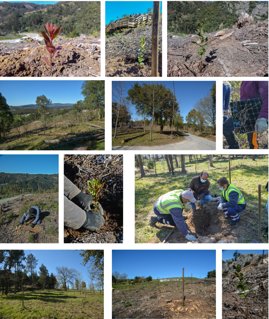 SITE Notcia 3