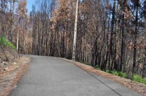Aprovados investimentos de 3 milhões de euros para a reposição de infraestruturas danificadas pelos incêndios
