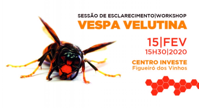 Vespa Velutina – Sessão de Esclarecimento