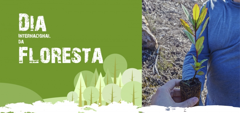 Dia Internacional das Florestas - Plantação de árvores autóctones nas Fragas de São Simão e no Cabeço do Peão