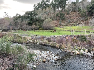 Figueiró dos Vinhos tem novos 14 Condomínios de Aldeia aprovados pelo PRR – Fundo Ambiental