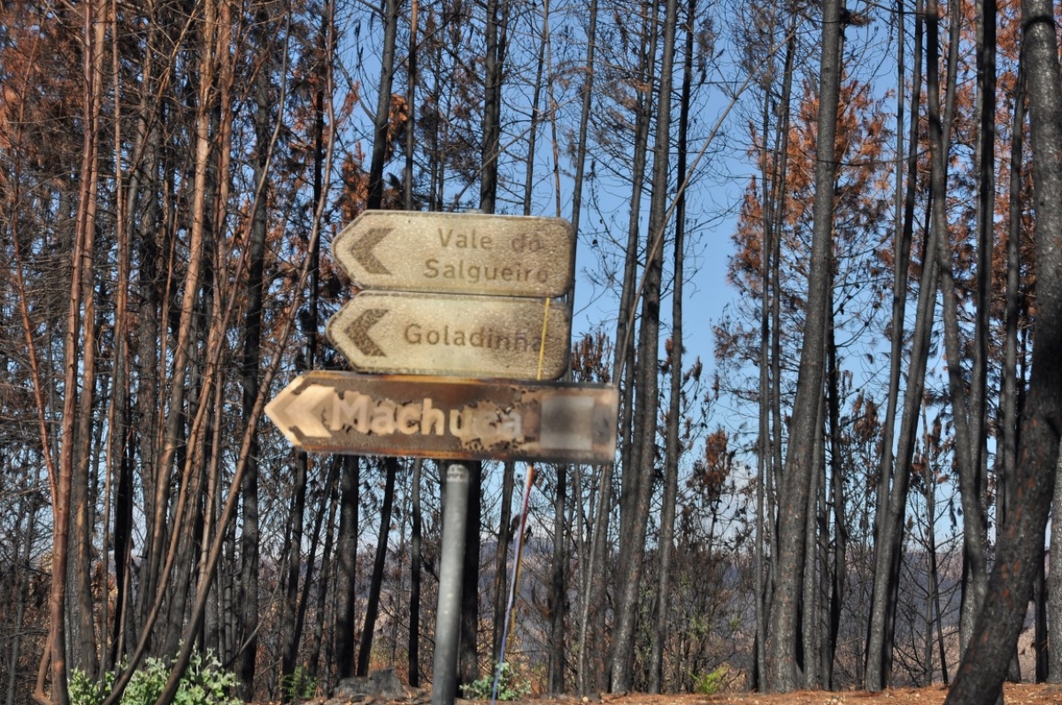 Aprovada candidatura para a reposição da Segurança rodoviária nas estradas afetadas pelos Incêndios em Figueiró dos Vinhos