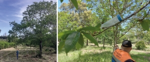 Município de Figueiró dos Vinhos com plano de combate a pragas e doenças do castanheiro