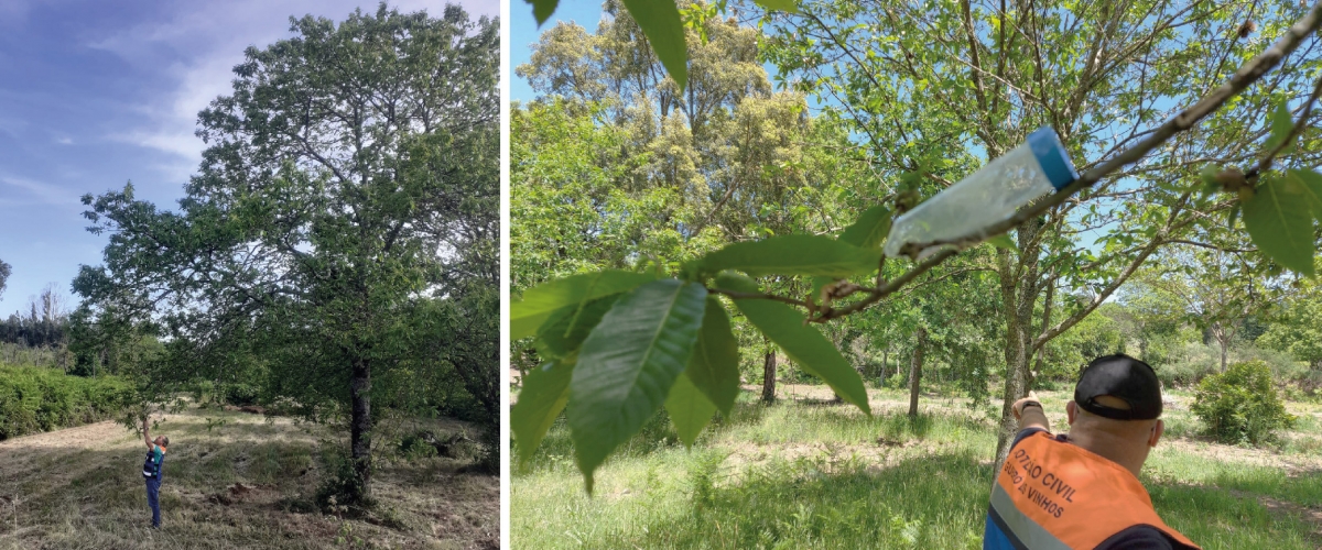 Município de Figueiró dos Vinhos com plano de combate a pragas e doenças do castanheiro