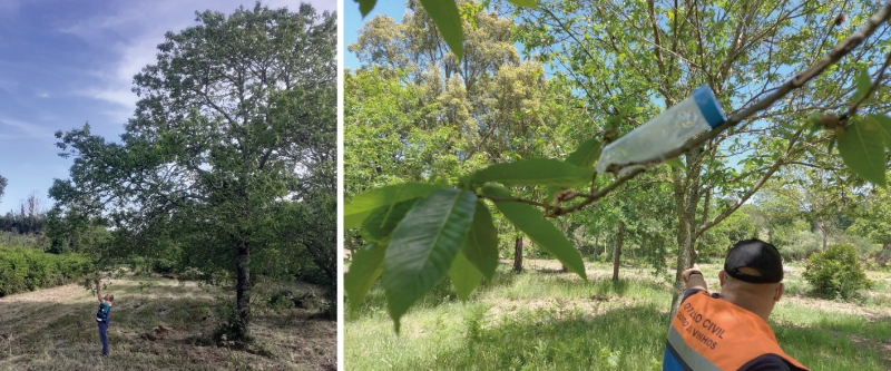 Município de Figueiró dos Vinhos com plano de combate a pragas e doenças do castanheiro