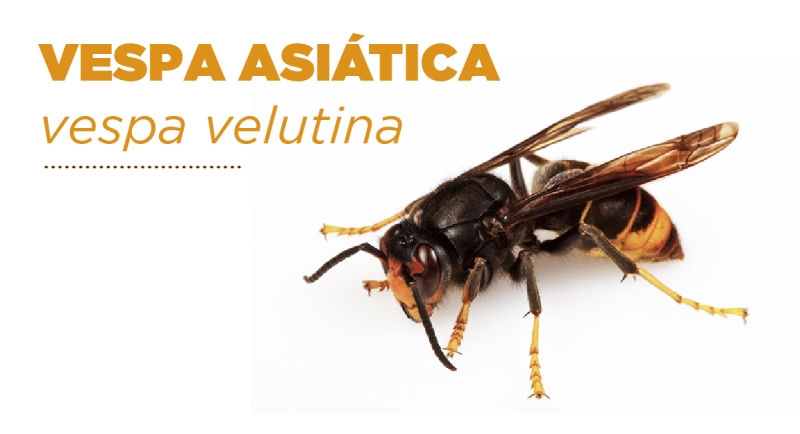 Plano STOPvespa_RL: CIMRL instala 2500 armadilhas de captura de VESPA-ASIÁTICA na Região de Leiria