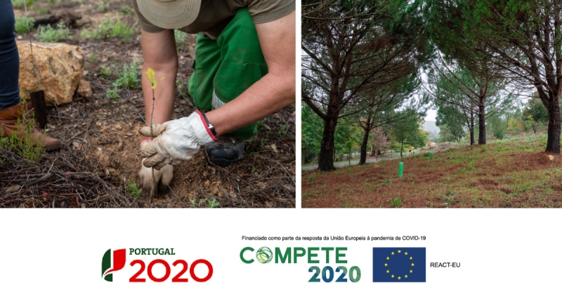 Intervenção na “Mata Municipal do Cabeço do Peão” valoriza espaço verde existente